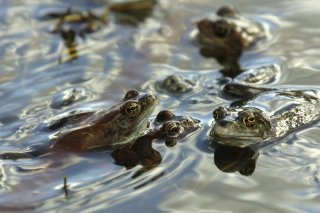 Le passage des grenouilles sous les rails a été facilité dans la Grande Cariçaise (photo d'illustration). KEYSTONE/REGINA KUEHNE